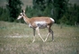 Pronghorn picture