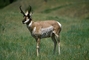 Pronghorn picture