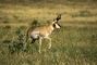 Pronghorn Antelope picture