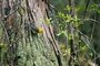 Prothonotary Warbler picture