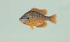 Pumpkinseed picture