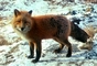 Red Fox picture