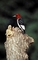 Red-Headed Woodpecker picture