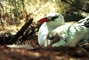 Red-Tailed Tropicbird picture