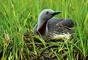 Red-Throated Loon picture