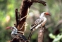 Red-billed Hornbill picture