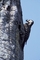 Red-cockaded Woodpecker picture