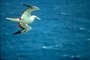 Red-footed Booby picture