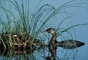 Red-necked Grebe picture