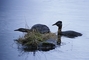 Red-necked Grebe picture