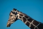 Reticulated Giraffe picture