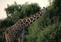 Reticulated Giraffe picture