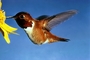 Rufous Hummingbird picture