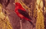 Scarlet Tanager picture