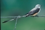 Scissor-tailed Flycatcher picture