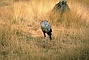 Secretary Bird picture