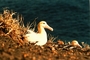 Short-tailed Albatross picture