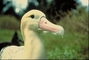 Short-tailed Albatross picture