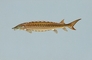 Shortnosed Sturgeon picture