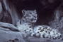 Snow Leopard picture