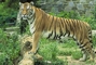 Tiger picture