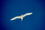 Tropicbird picture