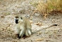 Vervet Monkey picture