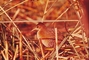 Virginia Rail picture