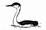 Western Grebe picture