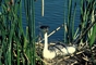 Western Grebe picture