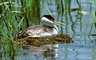 Western Grebe picture