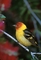 Western Tanager picture