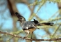 White-bellied Go-away-bird picture