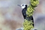 White-headed Woodpecker picture