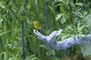 Wilson's Warbler picture