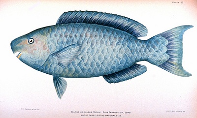 Blue Parrot Fish