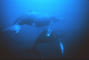 Humpback Whales