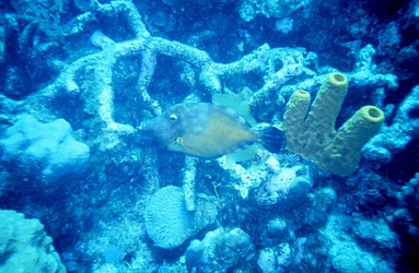 Long Nosed Filefish