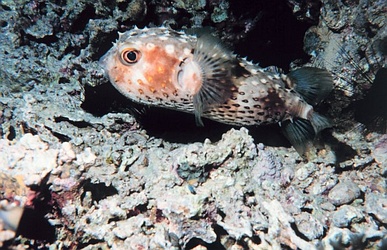 Long-spined Porcupine Fish