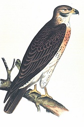 Swainson's Buzzard