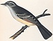 Ash-Colored Flycatcher picture