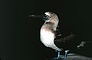 Blue Footed Booby picture