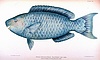 Blue Parrot Fish picture