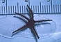 Hawaiian Brittle Star picture