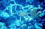 Long Nosed Filefish picture