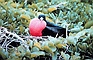 Male Frigate Bird picture