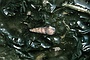 Mud Snail picture