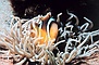 Sea Anemone picture