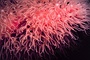 Soft Coral picture