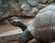 Aldabra Tortoise T-Shirt